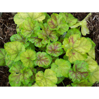 Гейхера Miracle