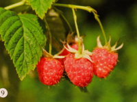 Кущі. Гриби. Міні картки односторонні. 27 шт.  8*12 см.