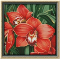 Червона орхідея