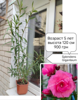 Олеандр Splendens Giganteum 5-летний куст