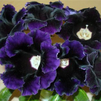 Глоксинія Prins Albert ( Принц Альберт )