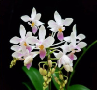Orchids - Мої Орхидеї
