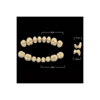 Акриловые зубы Tribos 501, жевательный низ - SMA А1