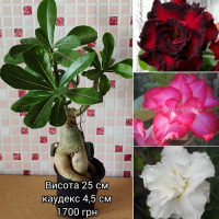 Адениум мультипрививка №3 ( уценка - дефект на каудексе)