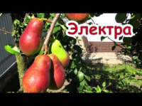 Груша «Електра»