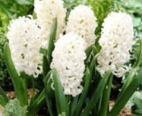 Гіацинт White Pearl