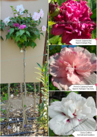 Гібіскус переплетений триколірний махровий №31