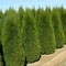 Туя західна Смарагд (Thuja occidentalis Smaragd), контейнер 1,5л, висота 25-35 см.