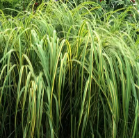 Спартина гребінчаста ‘Aureomarginata’ (Spartina pectinata ‘Aureomarginata’)