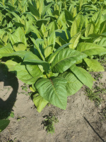 Сорт табака Connecticut Shade (Коннектикут Шэйд)