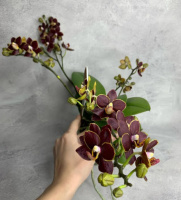 Доступні для відправки з 22 квітня 2026р. Esmee воскова мультифлора з квітами 4 см 1.7 (торфстакан) партія починає