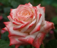 Розплідник «Садовий Рай» займається вирощуванням троянд, саджанців плодових та ягідних культур в м. Ніжині
