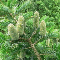 Пихта Белая / Европейская Abies Alba