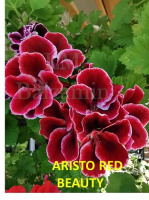 8. ARISTO RED BEAUTY