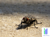 Флайол / FLYALL - інсектицид- мухи, оси, таргани