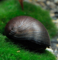 Улитка Шлем (Каска) Black Military Helmet Snail (Neritina pulligera)