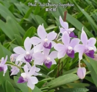 Phal Tzu Chiang Sapphire Сапфір 1.7 (мох) квітень