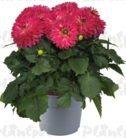 Георгин Maxi Cherry Blast