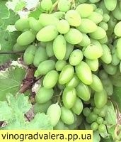 Виноград Тимур (вегетирующий саженец)