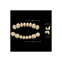 Акриловые зубы Tribos 501, жевательный верх - SLA А1