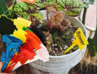 Таблички - бирки - для подписи растений (садовые указатели), разноцветные.