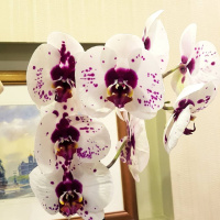 Доступні для відправки з 22 квітня 2026р. Distraction королівський розмір квітки 11 см 1.7 (торфстакан) останні рос