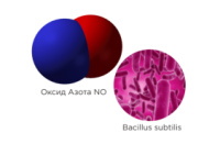 Сенная палочка (лат. Bacillus subtilis).