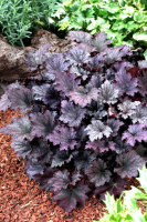 Гейхера Frosted Violet