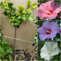 Гібіскус переплетений триколірний №59