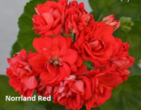 20. Norrland Red