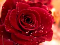 Ароматизатор Роза. Флакон 50 грам