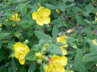 Звіробій Даммера “Peter Dummer” (Hypericum × dummeri ‘Peter Dummer’)