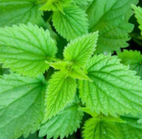 Аюрведична пудра кропиви 100 гр