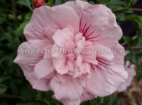 Гибискус древовидный Pink Chiffon, высота 30-35 см см