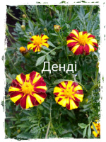 чорнобривці Денді