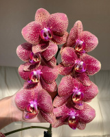 Phal Asian Dragon 1.7 (мох)
