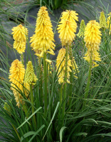 Книфофия Росо Yellow
