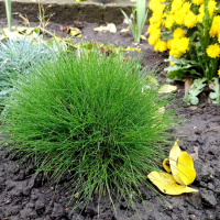 Трава Готье (Овсяница Готье, Festuca gautieri)