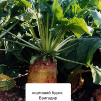 Буряк кормовий Бригадир