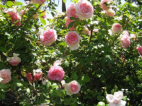 Рози садові та плетисті від 40грн. Свіжозрізані пагони по 3грн