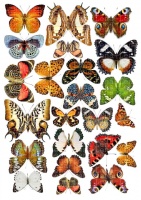 Вафельные картинки на тему: Бабочки