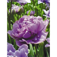 Тюльпан махровий багатоквітковий Lilac Perfection ( Лілак Перфекшн )