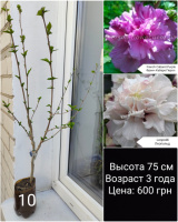 Гибискус древовидный мультипрививка из 2 сортов №10