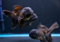 Золотая рыбка Оранда черная (Carassius auratus var.Blek Orand) 10-12см