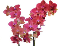 Доступні для відправки з 22 квітня 2026р. Flamenco квіти 8,5 см 1.7 (торфстакан)