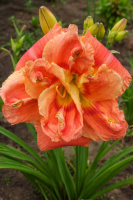 Лілійник «Congo Coral» (Конго Корал)