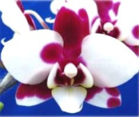 Phal Yushan Little Ruby 1.7 (мох),