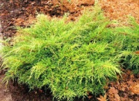 Ялівець середній Олд Голд (Juniperus x pfitzeriana Old Gold), контейнер 1,5л, диаметр 30-35 см.