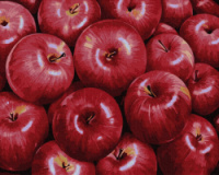 Картина за номерами «Червоні яблука» 40х50см