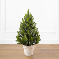 Лапландська весняна 70 см зелена з салатовими кінчиками маленька ялинка лита в горщику Сіга Груп